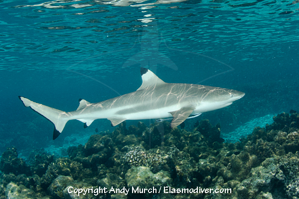 Blacktip Reef Shark Information and Pictures of Carcharhinus melanopterus